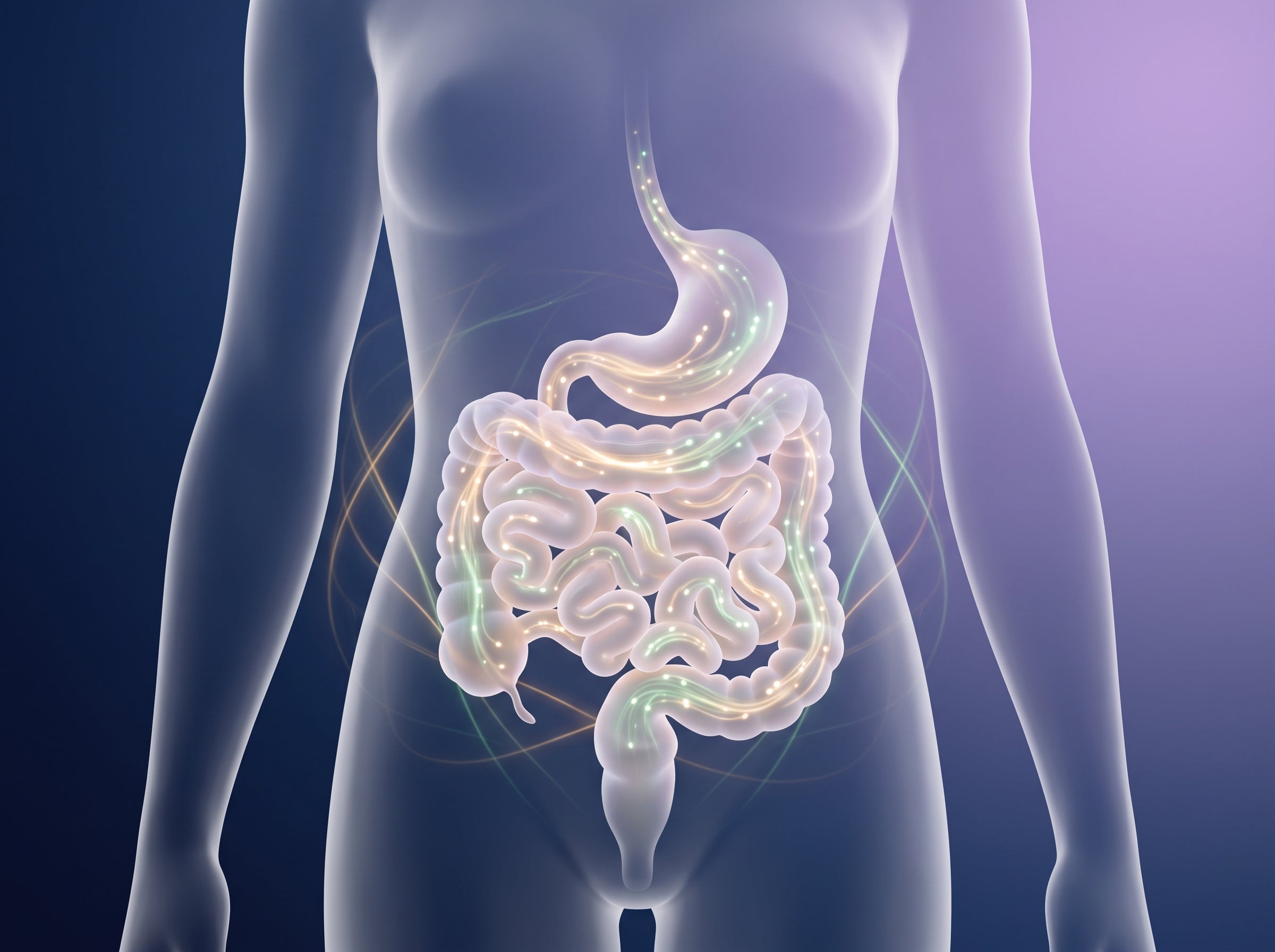 Flora intestinal durante la menopausia