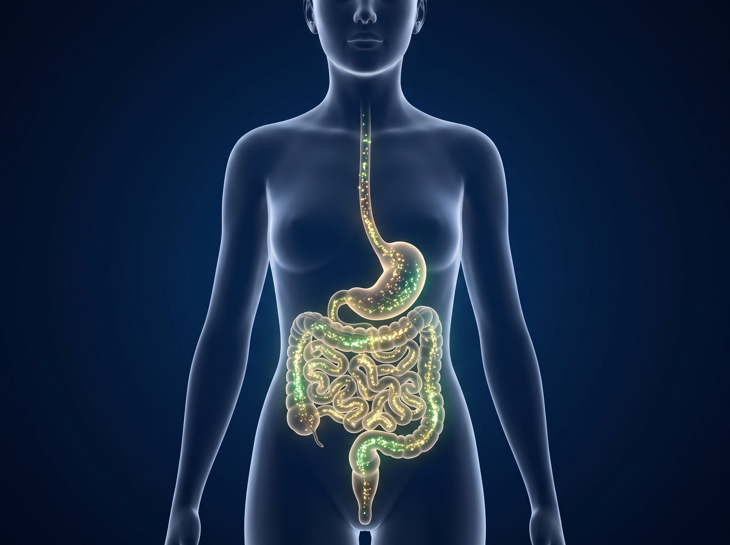 Los probióticos actúan en tu intestino